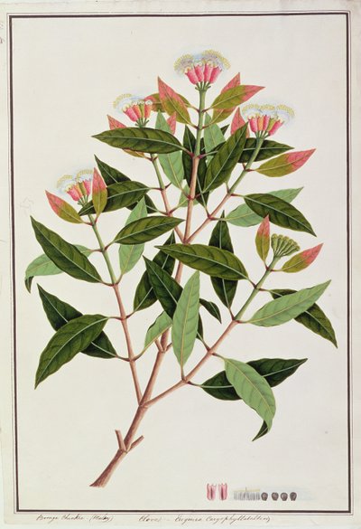 Boongo Chinkie (Maleis), Eugenia Caryophyllatallen of Kruidnagel, uit Tekeningen van Planten uit Malakka, c.1805-18 door Chinese School